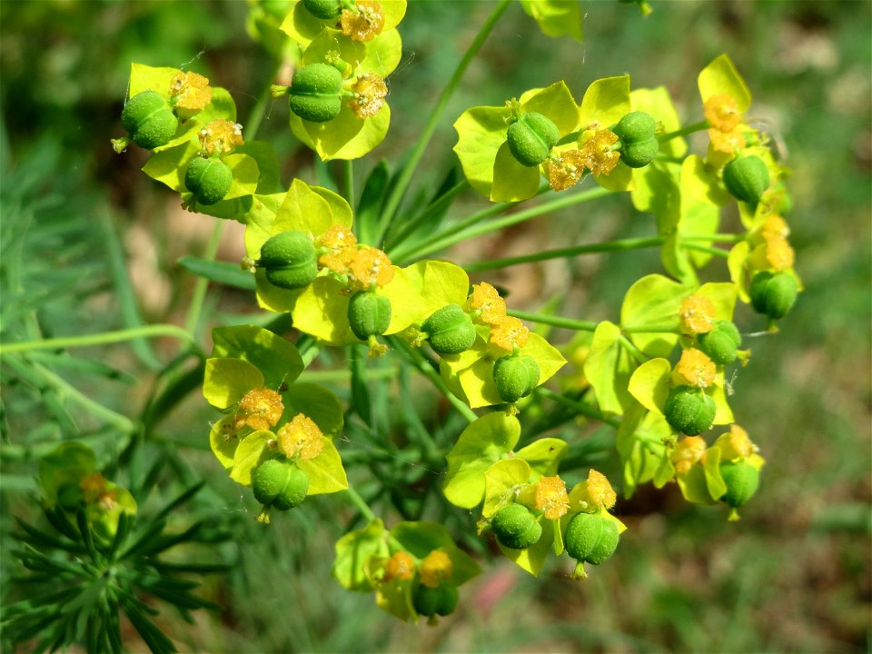 Zypressen-Wolfsmilch (Euphorbia cyparissias) am Dreieichenbuckel (Naturschutzgebiet Oftersheimer Dünen)
