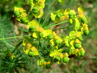 Zypressen-Wolfsmilch (Euphorbia cyparissias) am Dreieichenbuckel (Naturschutzgebiet Oftersheimer Dünen)