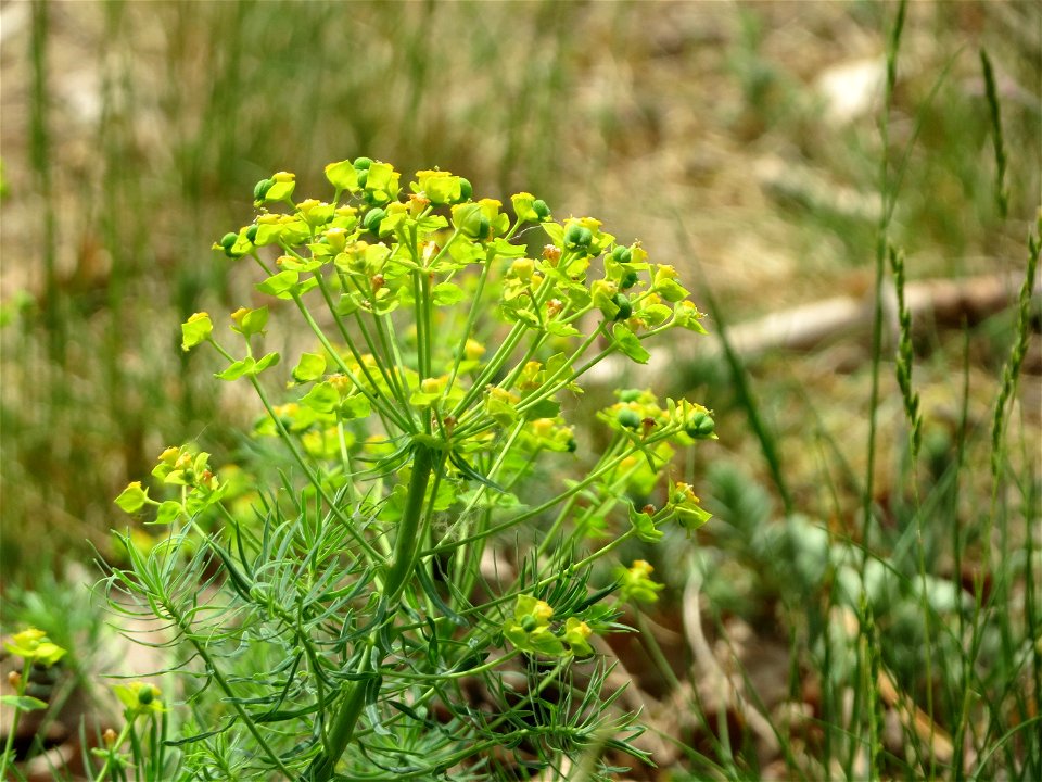 Zypressen-Wolfsmilch (Euphorbia cyparissias) am Dreieichenbuckel (Naturschutzgebiet Oftersheimer Dünen)