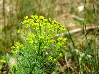 Zypressen-Wolfsmilch (Euphorbia cyparissias) am Dreieichenbuckel (Naturschutzgebiet Oftersheimer Dünen)