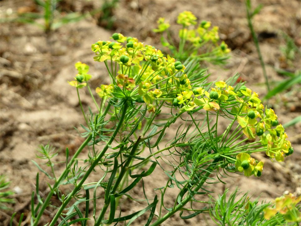 Zypressen-Wolfsmilch (Euphorbia cyparissias) am Dreieichenbuckel (Naturschutzgebiet Oftersheimer Dünen)