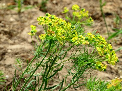 Zypressen-Wolfsmilch (Euphorbia cyparissias) am Dreieichenbuckel (Naturschutzgebiet Oftersheimer Dünen)
