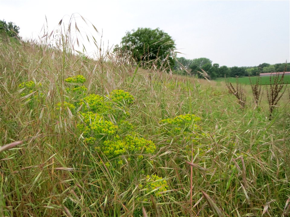 Zypressen-Wolfsmilch (Euphorbia cyparissias) und Taube Trespe (Bromus sterilis) im Naturschutzgebiet „Oftersheimer Dünen“ (Teilgebiet „Am Golfplatz“)