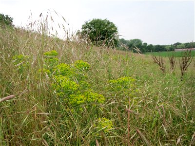 Zypressen-Wolfsmilch (Euphorbia cyparissias) und Taube Trespe (Bromus sterilis) im Naturschutzgebiet „Oftersheimer Dünen“ (Teilgebiet „Am Golfplatz“)