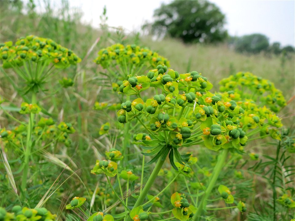 Zypressen-Wolfsmilch (Euphorbia cyparissias) im Naturschutzgebiet „Oftersheimer Dünen“ (Teilgebiet „Am Golfplatz“)