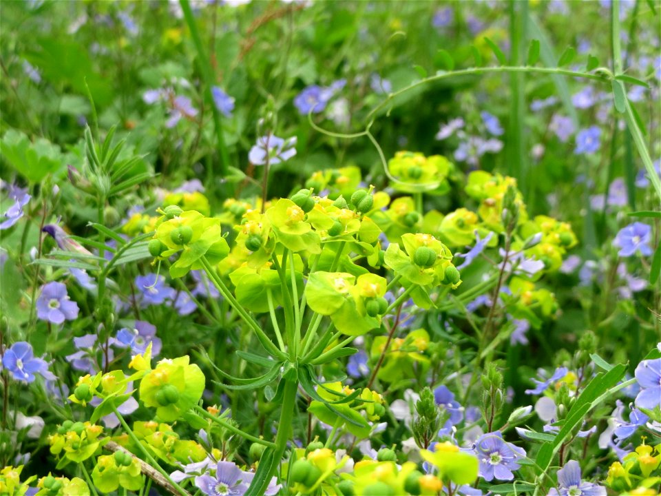 Zypressen-Wolfsmilch (Euphorbia cyparissias) im Naturschutzgebiet „Oftersheimer Dünen“ (Teilgebiet „Am Golfplatz“)