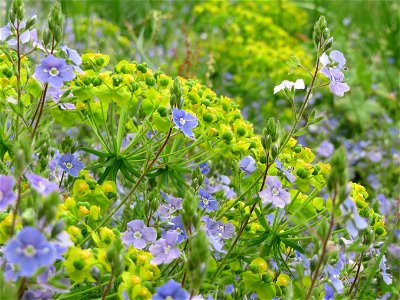Zypressen-Wolfsmilch (Euphorbia cyparissias) und Gamander-Ehrenpreis (Veronica chamaedrys) im Naturschutzgebiet „Oftersheimer Dünen“ (Teilgebiet „Am Golfplatz“)