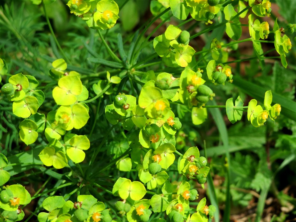 Zypressen-Wolfsmilch (Euphorbia cyparissias) bei Mimbach