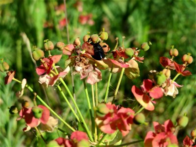 Zypressen-Wolfsmilch (Euphorbia cyparissias) in Hockenheim