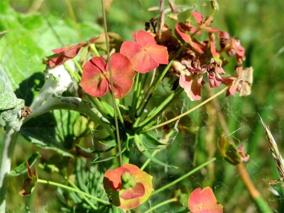 Zypressen-Wolfsmilch (Euphorbia cyparissias) in Hockenheim