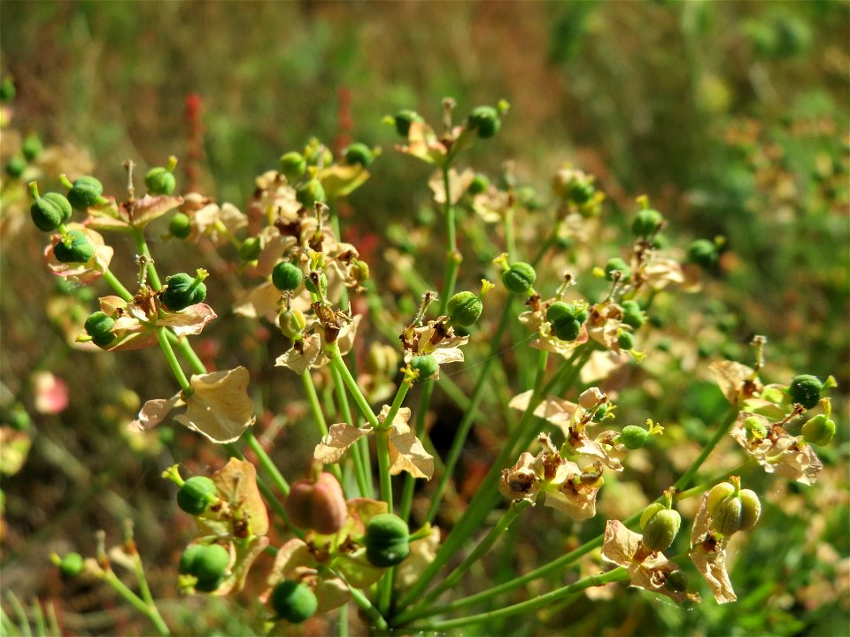 Zypressen-Wolfsmilch (Euphorbia cyparissias) auf dem Saupferchbuckel im Schwetzinger Hardt