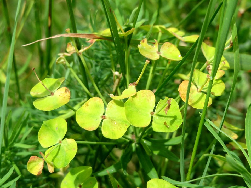Zypressen-Wolfsmilch (Euphorbia cyparissias) im Naturschutzgebiet Gewann Frankreich-Wiesental