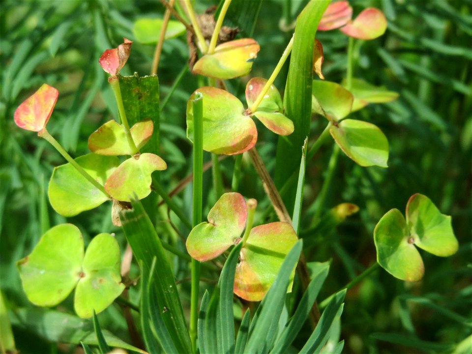 Zypressen-Wolfsmilch (Euphorbia cyparissias) im Naturschutzgebiet Gewann Frankreich-Wiesental