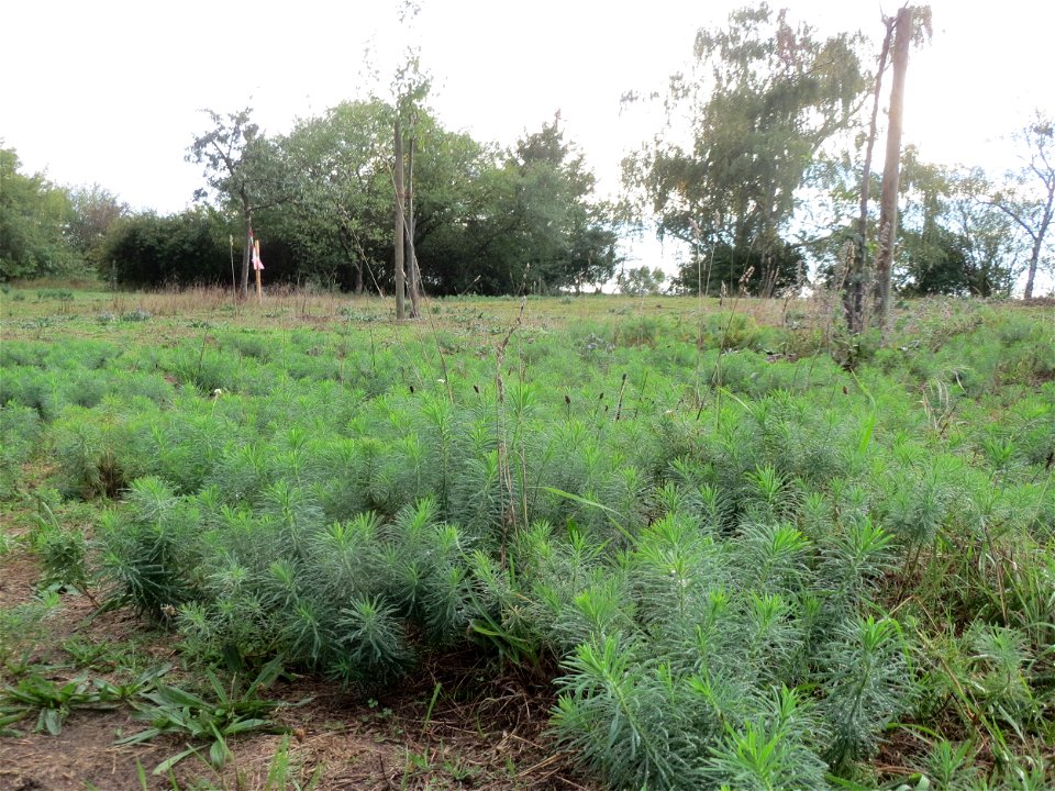 Zypressen-Wolfsmilch (Euphorbia cyparissias) in Hockenheim