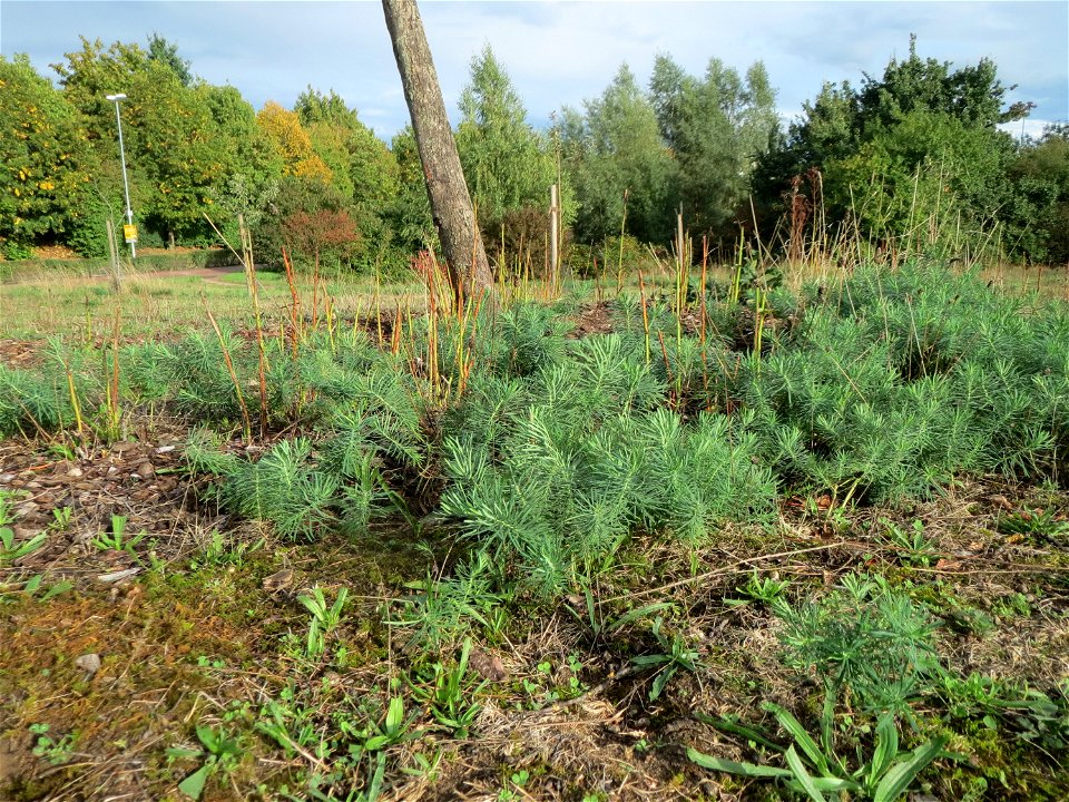 Zypressen-Wolfsmilch (Euphorbia cyparissias) in Hockenheim