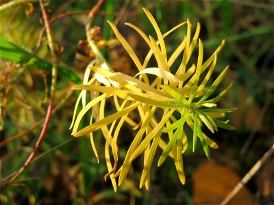 Zypressen-Wolfsmilch (Euphorbia cyparissias) in Hockenheim