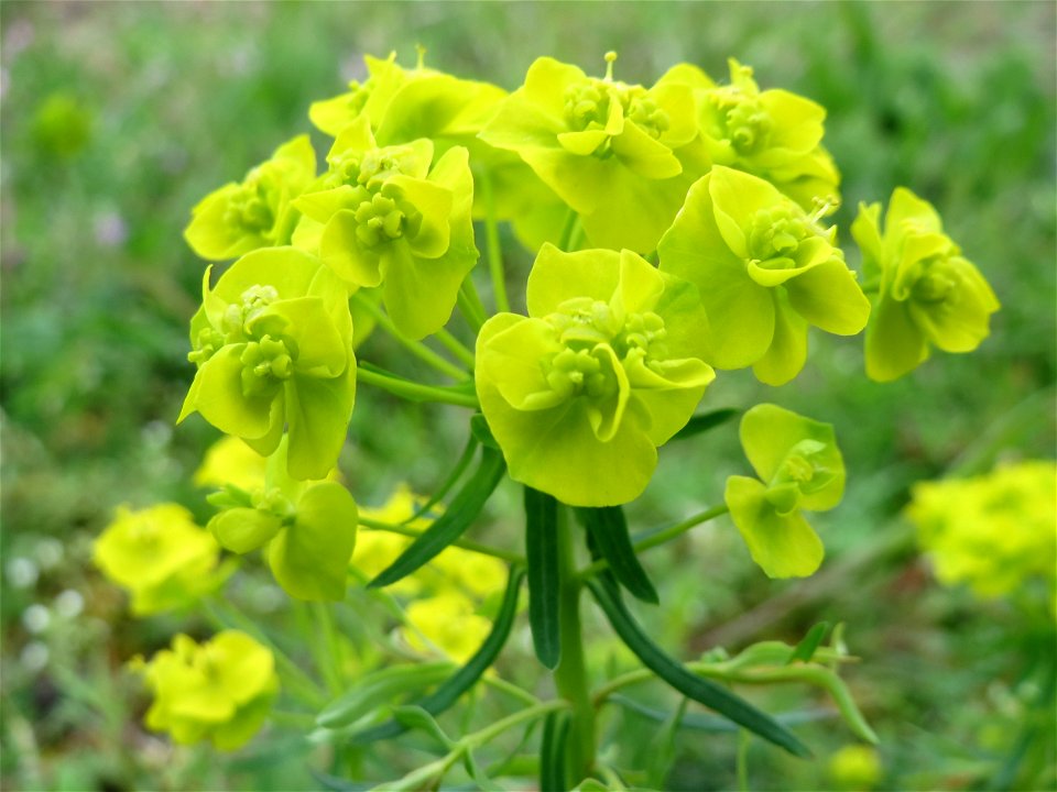 Zypressen-Wolfsmilch (Euphorbia cyparissias) in Hockenheim