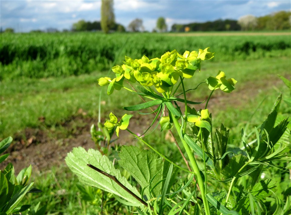 Zypressen-Wolfsmilch (Euphorbia cyparissias) im Naturschutzgebiet Alter Bahndamm im Hockenheimer Rheinbogen