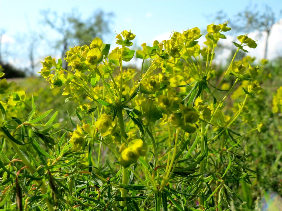 Zypressen-Wolfsmilch (Euphorbia cyparissias) in Hockenheim