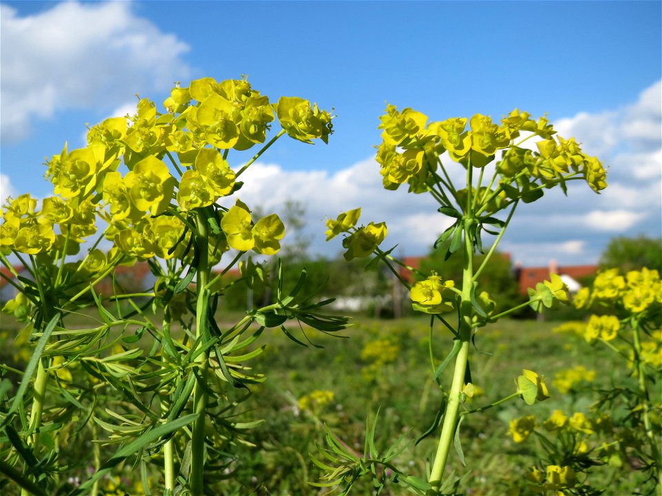 Zypressen-Wolfsmilch (Euphorbia cyparissias) in Hockenheim