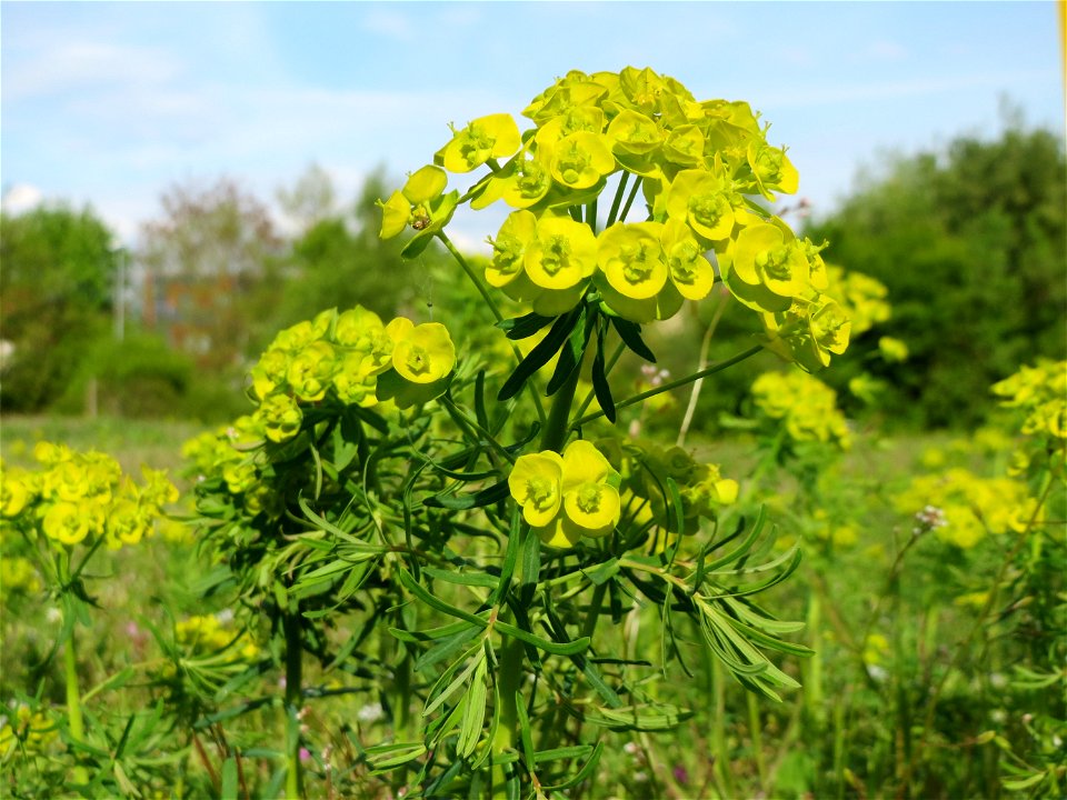 Zypressen-Wolfsmilch (Euphorbia cyparissias) in Hockenheim