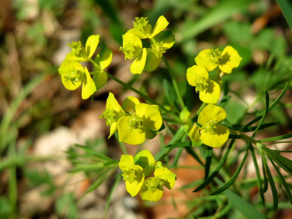 Zypressen-Wolfsmilch (Euphorbia cyparissias) im Unteren Saubusch (Bannwaldbereich) im Schwetzinger Hardt