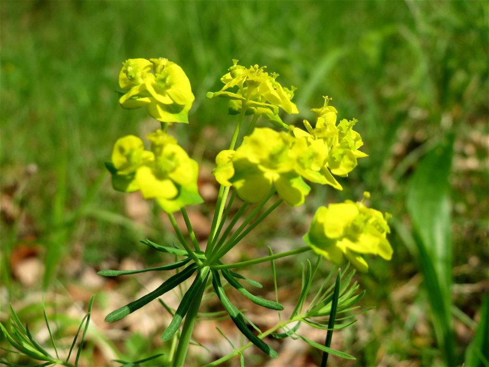 Zypressen-Wolfsmilch (Euphorbia cyparissias) im Unteren Saubusch (Bannwaldbereich) im Schwetzinger Hardt