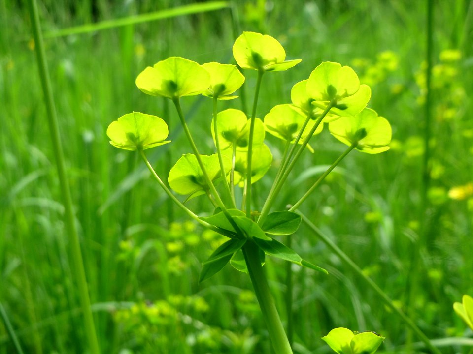 Zypressen-Wolfsmilch (Euphorbia cyparissias) im Naturschutzgebiet „Ketscher Rheininsel“