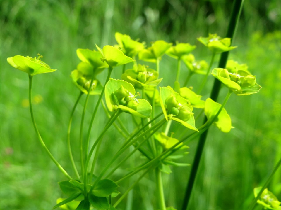 Zypressen-Wolfsmilch (Euphorbia cyparissias) im Naturschutzgebiet „Ketscher Rheininsel“