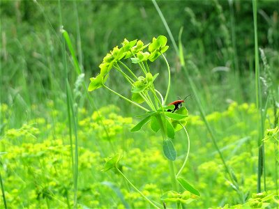 Zypressen-Wolfsmilch (Euphorbia cyparissias) im Naturschutzgebiet „Ketscher Rheininsel“