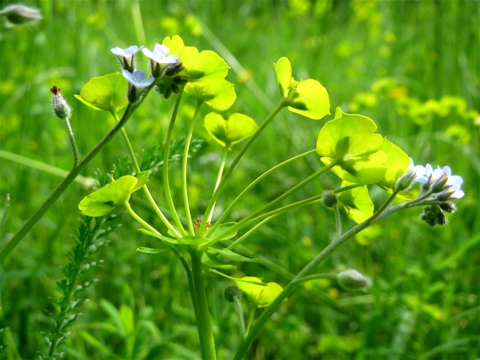 Zypressen-Wolfsmilch (Euphorbia cyparissias) und Acker-Vergissmeinnicht (Myosotis arvensis) im Naturschutzgebiet „Ketscher Rheininsel“