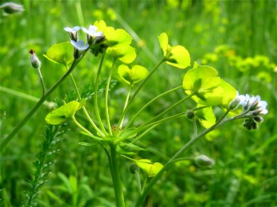 Zypressen-Wolfsmilch (Euphorbia cyparissias) und Acker-Vergissmeinnicht (Myosotis arvensis) im Naturschutzgebiet „Ketscher Rheininsel“