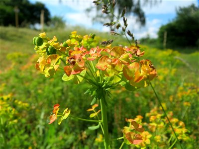 Zypressen-Wolfsmilch (Euphorbia cyparissias) an der Lußheimer Straße in Hockenheim