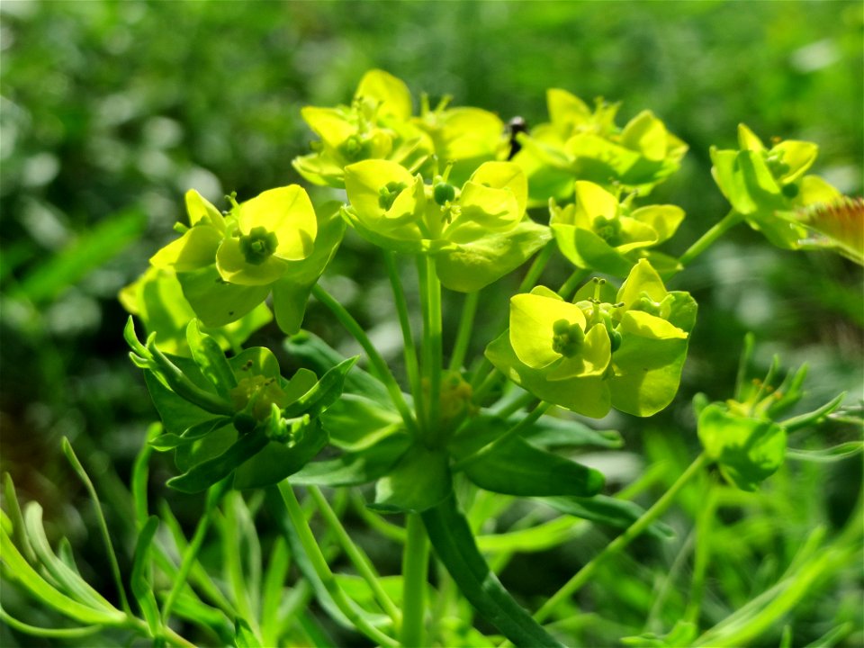 Zypressen-Wolfsmilch (Euphorbia cyparissias) in Hockenheim