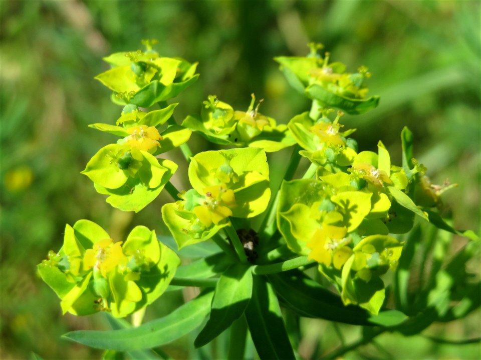 Zypressen-Wolfsmilch (Euphorbia cyparissias) in Hockenheim