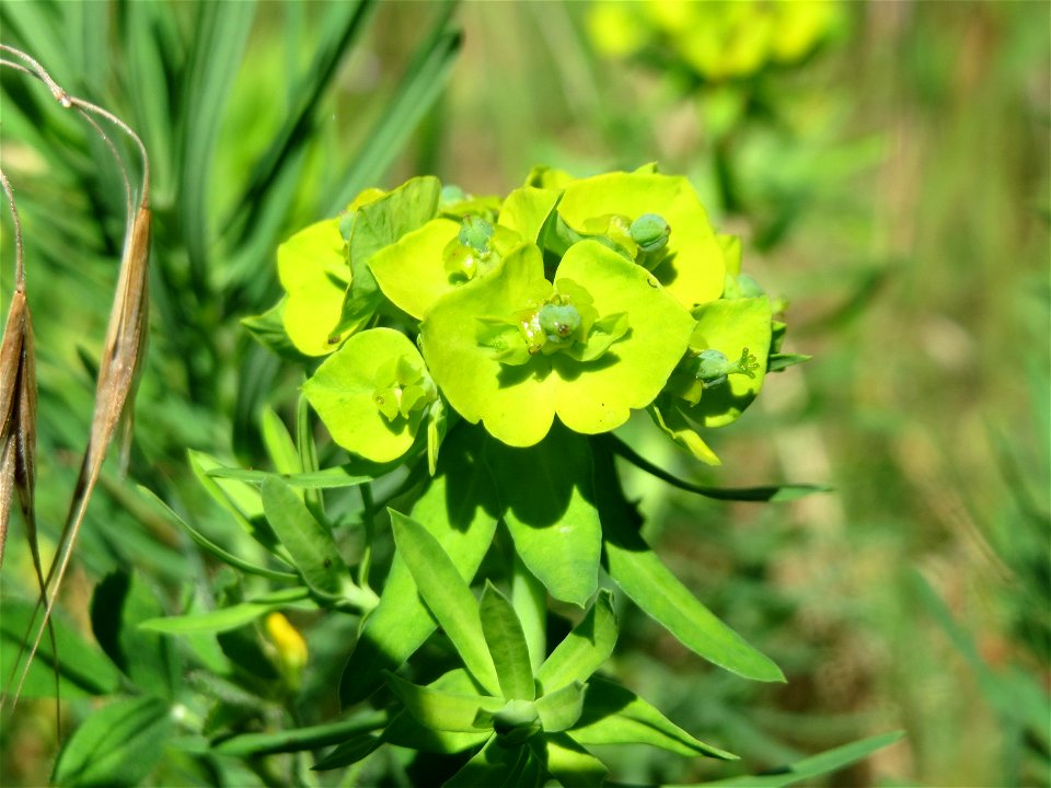 Zypressen-Wolfsmilch (Euphorbia cyparissias) in Hockenheim