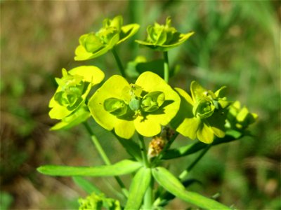 Zypressen-Wolfsmilch (Euphorbia cyparissias) in Hockenheim