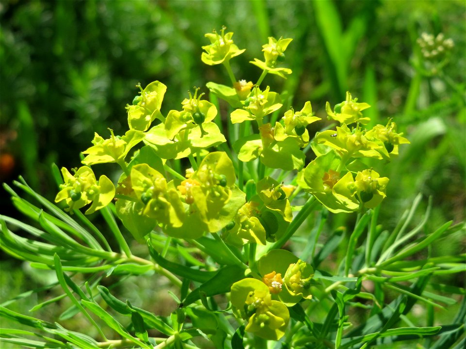 Immer noch blühende Zypressen-Wolfsmilch (Euphorbia cyparissias) in Hockenheim