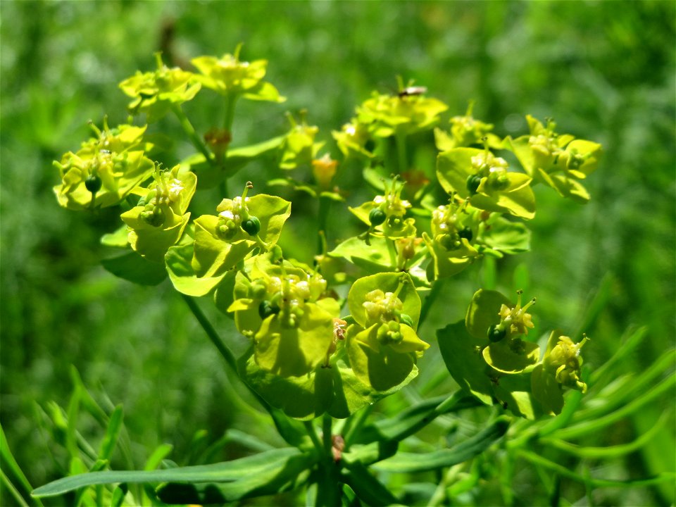 Immer noch blühende Zypressen-Wolfsmilch (Euphorbia cyparissias) in Hockenheim
