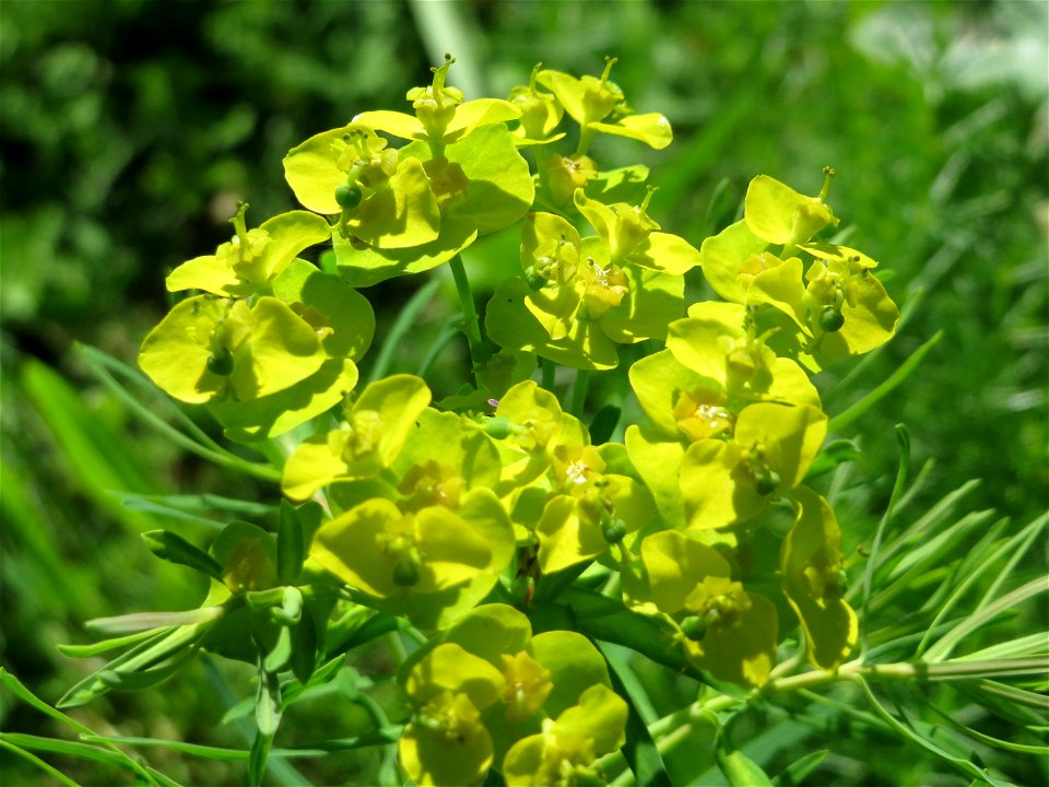 Immer noch blühende Zypressen-Wolfsmilch (Euphorbia cyparissias) in Hockenheim