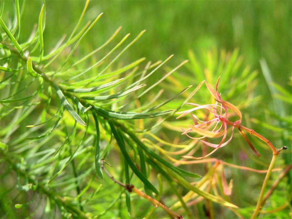 Zypressen-Wolfsmilch (Euphorbia cyparissias) im Schwetzinger Hardt - an der Bahnstrecke Mannheim-Karlsruhe findet sich ein kleines Sandmagerrasen-Biotop mit typischer Binnendünen-Vegetation