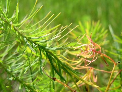 Zypressen-Wolfsmilch (Euphorbia cyparissias) im Schwetzinger Hardt - an der Bahnstrecke Mannheim-Karlsruhe findet sich ein kleines Sandmagerrasen-Biotop mit typischer Binnendünen-Vegetation