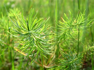 Zypressen-Wolfsmilch (Euphorbia cyparissias) im Schwetzinger Hardt - an der Bahnstrecke Mannheim-Karlsruhe findet sich ein kleines Sandmagerrasen-Biotop mit typischer Binnendünen-Vegetation