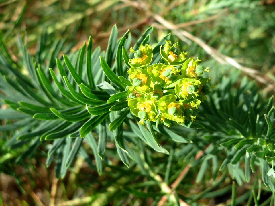 Zypressen-Wolfsmilch (Euphorbia cyparissias) im Schwetzinger Hardt