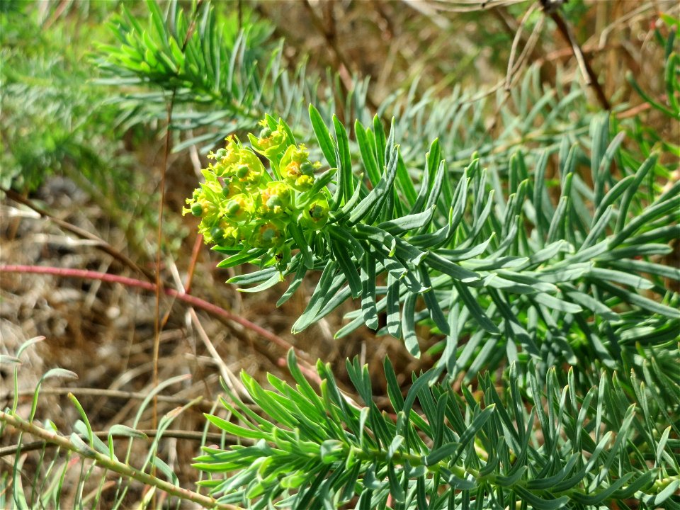 Zypressen-Wolfsmilch (Euphorbia cyparissias) im Schwetzinger Hardt