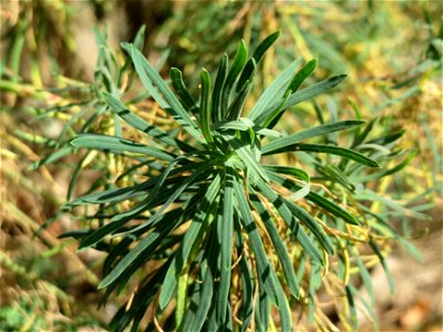 Zypressen-Wolfsmilch (Euphorbia cyparissias) im Hockenheimer Rheinbogen