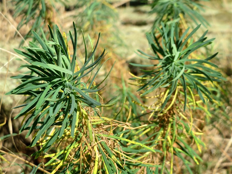 Zypressen-Wolfsmilch (Euphorbia cyparissias) im Hockenheimer Rheinbogen