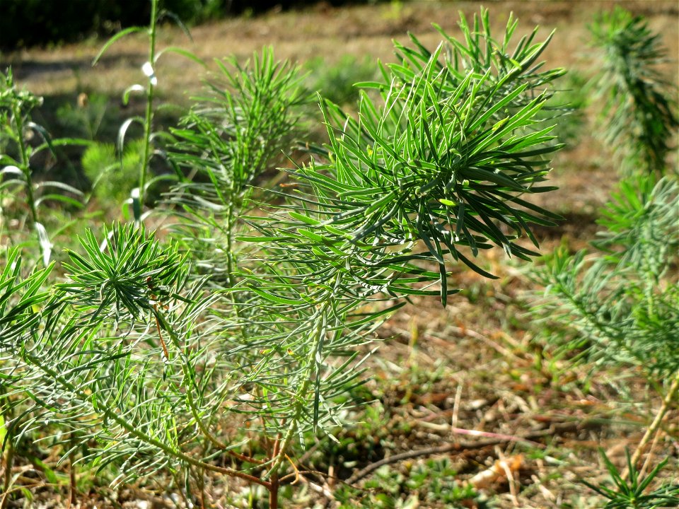Zypressen-Wolfsmilch (Euphorbia cyparissias) auf dem Feldherrenhügel (Naturschutzgebiet „Oftersheimer Dünen“)