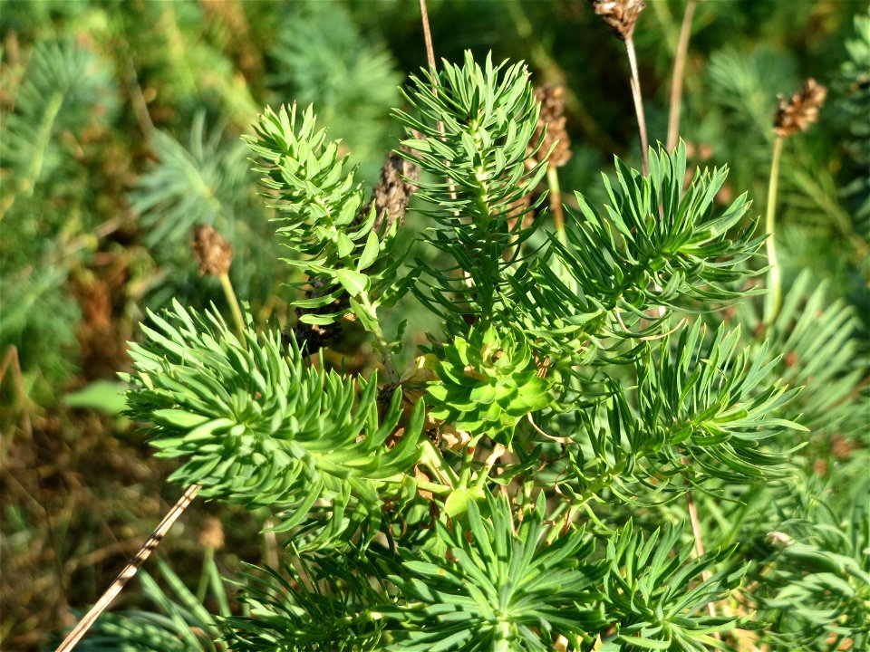 Zypressen-Wolfsmilch (Euphorbia cyparissias) in Hockenheim