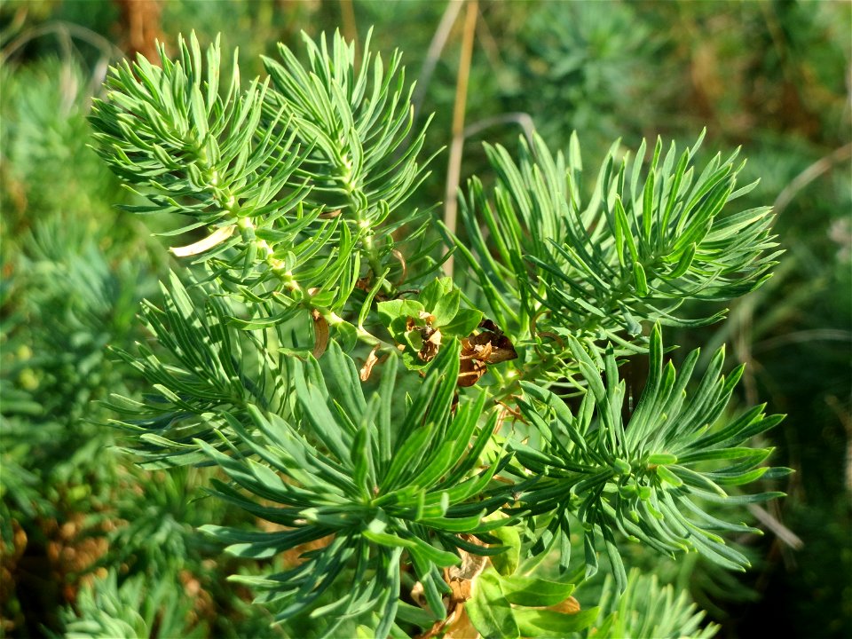 Zypressen-Wolfsmilch (Euphorbia cyparissias) in Hockenheim